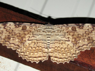 World's largest moth: Thysania agrippina (Lepidoptera: Noctuidae; French Guiana)
